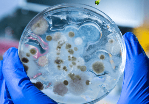 micro-organismes micro-organismes non pathogènes que l'on peut retrouver dans les eaux