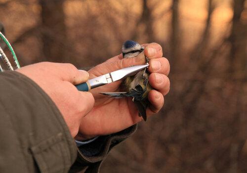 Baguage des oiseaux migrateurs