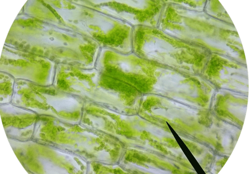 Observation de cellules d'élodées. Observation de cellules d'élodées.