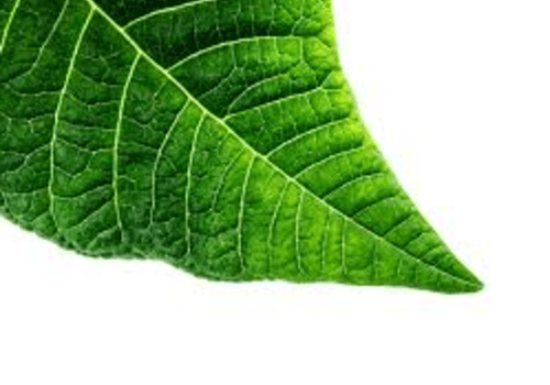 Sans photosynthèse plus aucun aliment sur terre !... Sans photosynthèse plus aucun aliment sur terre !...