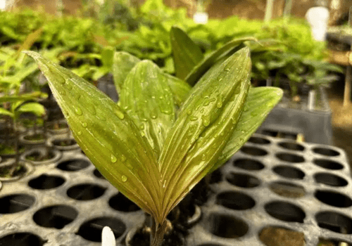 Plantes et bactéries face au changement climatique : l’union fait la force ! Plantes et bactéries face au changement climatique : l’union fait la force !