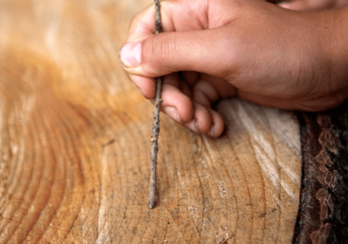 Main avec baton qui compte les cernes d'un arbre