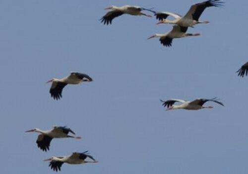migration