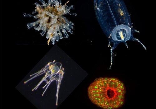 Collage d'organismes marins observées au microscopes Collage d'organismes marins observées au microscopes