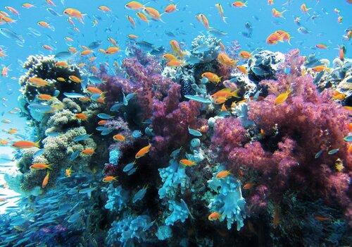 Image de coraux colorés avec des poissons