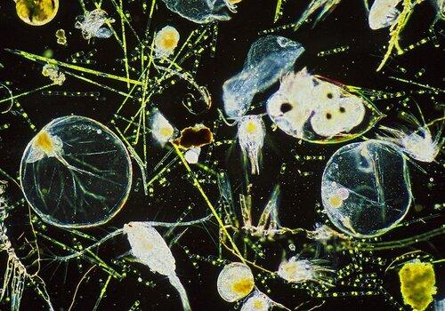 Observation microscopique de plancton Photograpahie d'observation microscopique de plancton