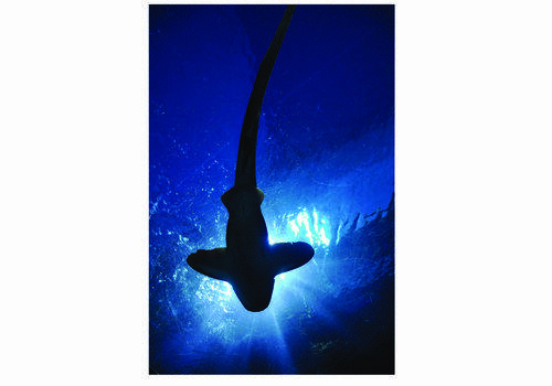Requin Requin