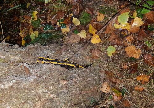 salamandre CPIE salamandre