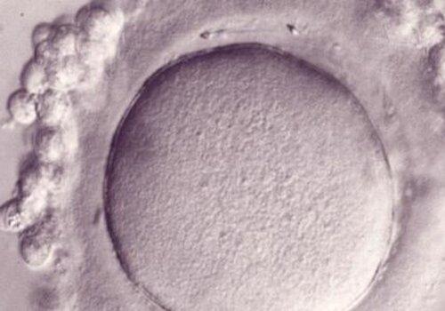 La découverte de la Fertiline