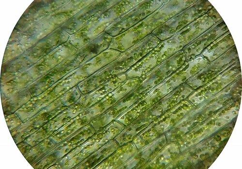 Photo de cellules