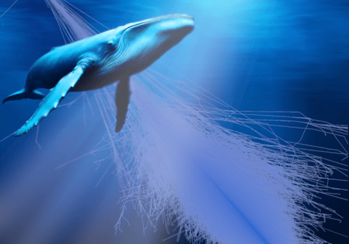 des particules avec une baleine des particules avec une baleine