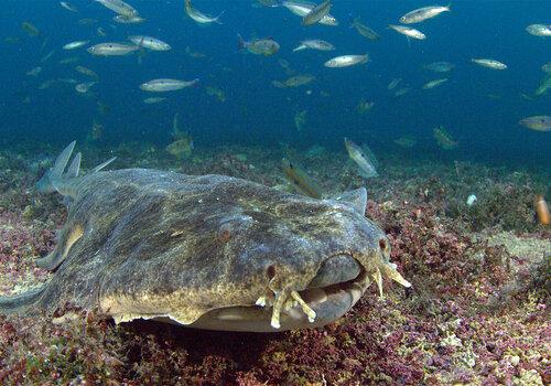 Requin ange de mer commun, dans la mer, au milieu de dizaines de poissons picarels