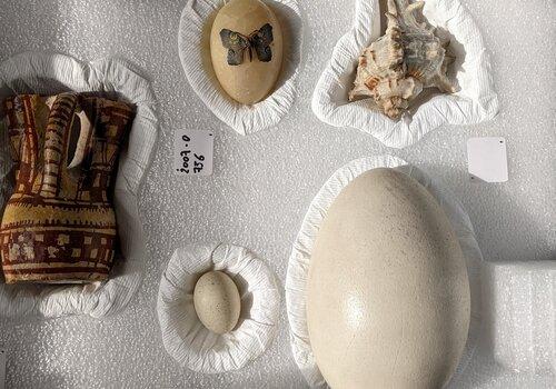 Collections du musée
