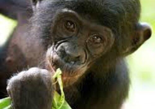 Jeune Bonobo Portrait croisé Bonobo et Chimpanzé