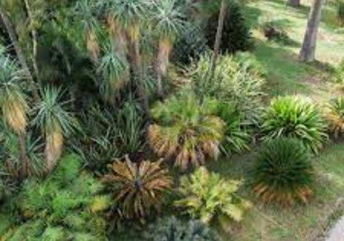 Jardin Thuret