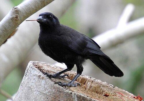 Je suis l'oiseau-sculpteur de Nouvelle-Calédonie Corbeau calédonien posé avec un outil en bois dans le bec