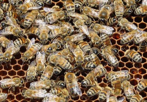 Abeilles sur un cadre de corps de ruche Abeilles sur un cadre de corps de ruche