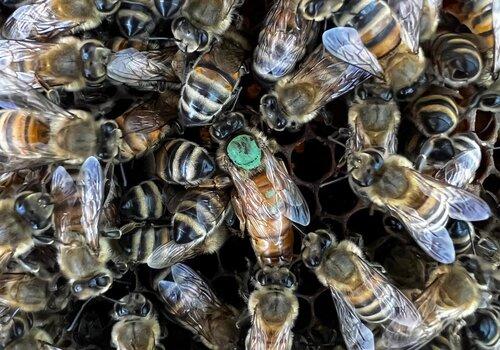 L’intelligence au cœur de la ruche Ruche composée d’une reine et d’abeilles