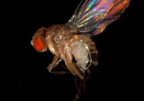 Drosophile Drosophile