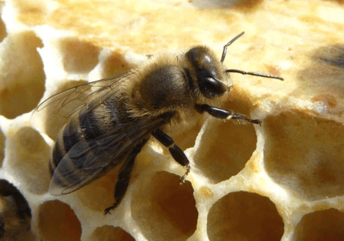 Apis mellifera