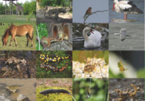 Biodiversité en jeux Biodiversité en jeux