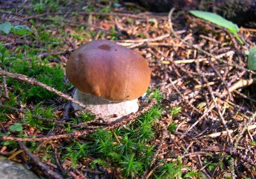 Boletus edulis
