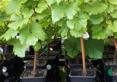 Plante serre