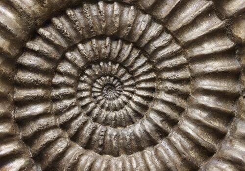 Le centre d'une ammonite.