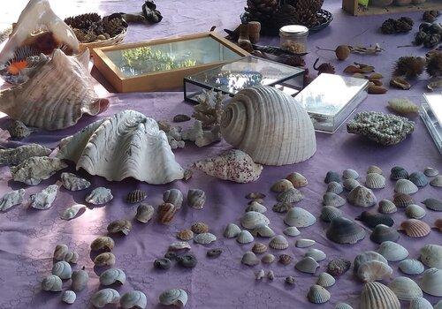 Exposition coquillages