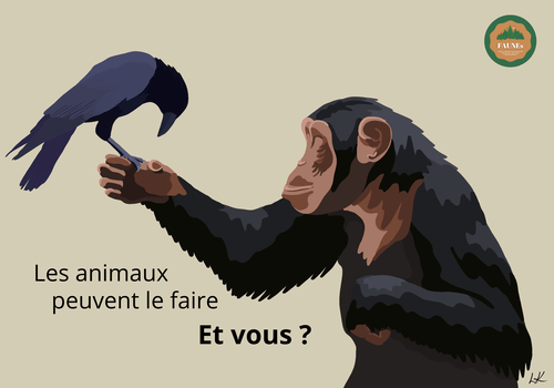 Un singe et un corbeau, 2 animaux emblématiques et ingénieux