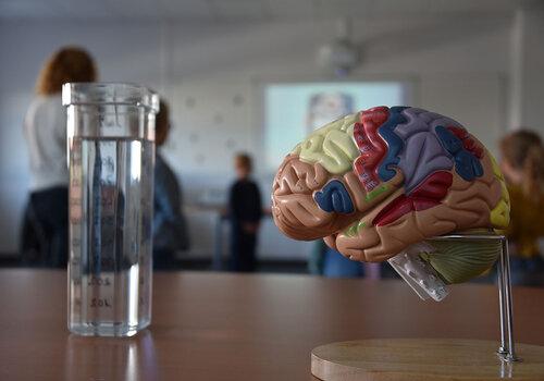 Petite représentation 3D colorée du cerveau et de ses différentes parties, sur une table, à côté d'un grand verre avec de l'eau.