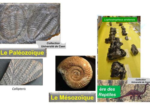 Quelques fossiles des ères primaire et secondaire Empreintes de trilobites et de fougères du paléozoïque, ammonite et dinosaure fossiles du mésozoïque