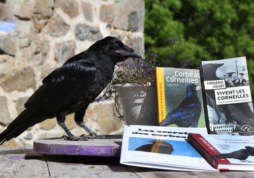 Un corbeau à côté d'ouvrages sur les corbeaux
