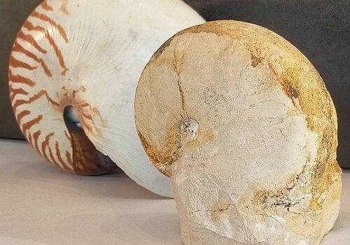 Nautile espèce panchronique Nautile actuel et Fossile