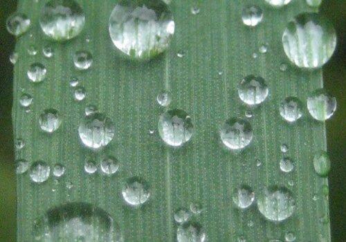 Gouttes d'eau sur une surface hydrophobe