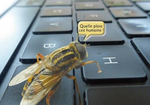Insecte, ici une mouche, tapant sur un clavier d'ordinateur. 