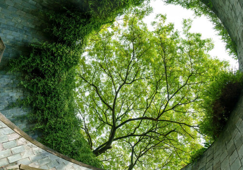 L'arbre cellule