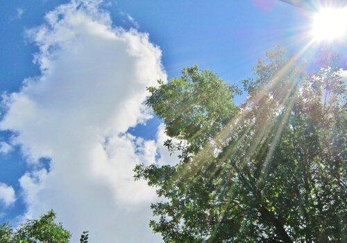 Image d'un soleil d'été qui resplendit au dessus d'un arbre