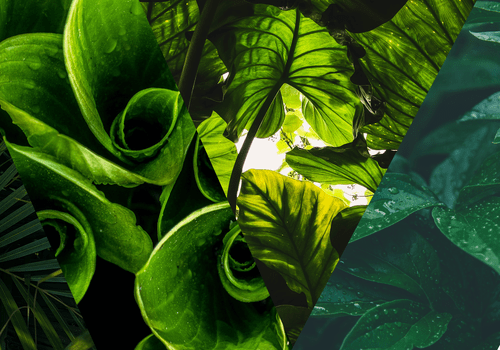 Photo de plantes de couleures vertes