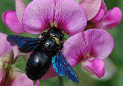 La biodiversité, source d’inspiration et d’innovation. La biodiversité, source d’inspiration et d’innovation.