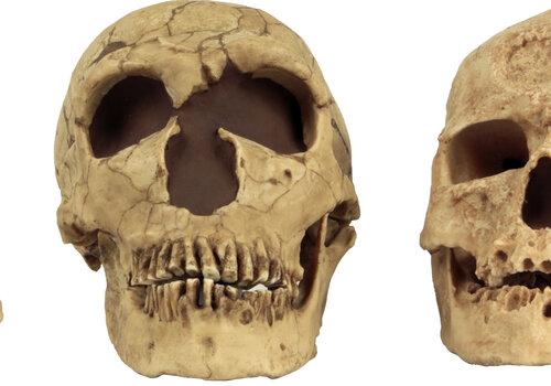 Moulages de crânes d’hominidés (Australopithèque, Neandertal et Cro-Magnon) Moulages de crânes d’hominidés (Australopithèque, Neandertal et Cro-Magnon)