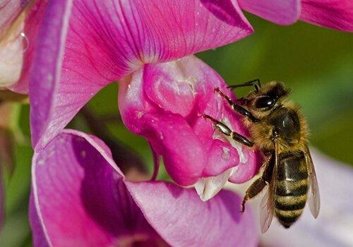 Abeille domestique butinant