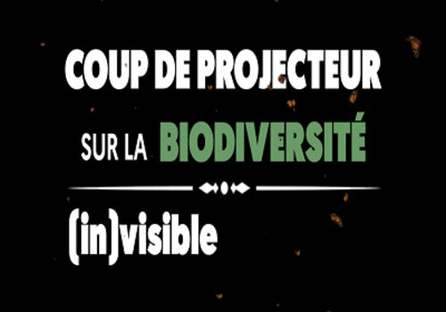 Coup de projecteur sur la BIODIVERSITÉ (in)visible Titre sur un fond noir, le mot biodiversité est en vert tandis que les autres mots sont blancs.