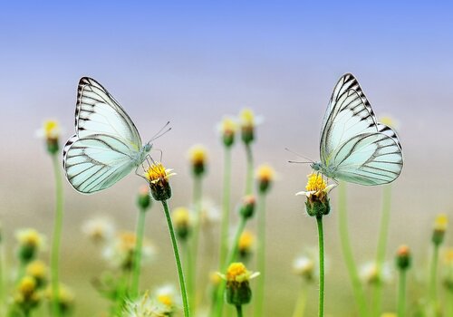 Prairie avec zoom sur 2 papillons