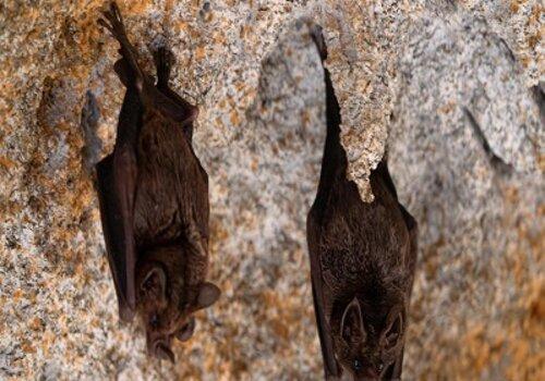 chauves-souris