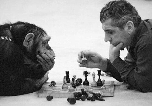 Une photo en noir et blanc d'un Chimpanzé jouant aux échec contre un homme