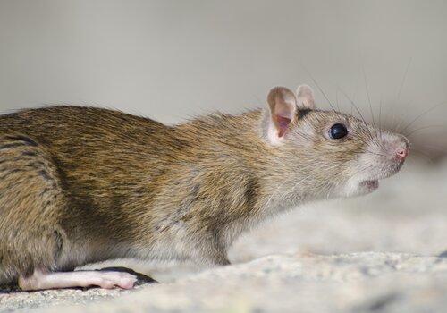 Image rat