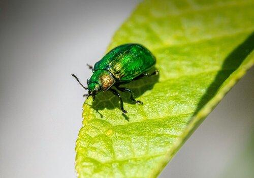 insecte sur une feuille