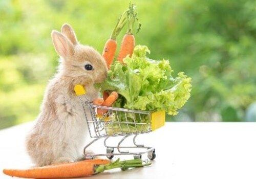 Le lapin et la carotte image d'un lapereau avec de la verdure autour de lui, et aussi une carotte