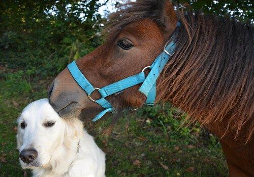 cheval et chien cheval et chien